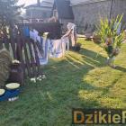 zdjęcie nr 46