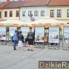 zdjęcie nr 12