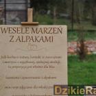 zdjęcie nr 120