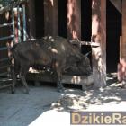 zdjęcie nr 11