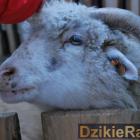 Fot. DzikieRadio