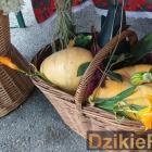 zdjęcie nr 46