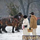 zdjęcie nr 81