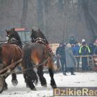 zdjęcie nr 82