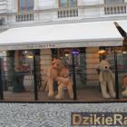zdjęcie nr 13