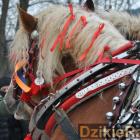 zdjęcie nr 117