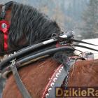 zdjęcie nr 47