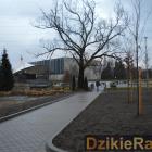 zdjęcie nr 241