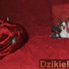 zdjęcie nr 9