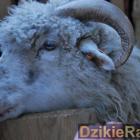 Fot. DzikieRadio