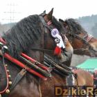 zdjęcie nr 42
