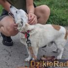 Fot. Schronisko dla zwierząt w Żywcu 
