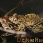 zdjęcie nr 12