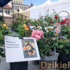 zdjęcie nr 30