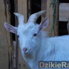 Fot. DzikieRadio