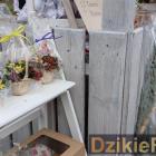 zdjęcie nr 12