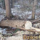 zdjęcie nr 12