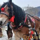 zdjęcie nr 141