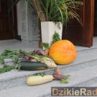 zdjęcie nr 
