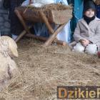 zdjęcie nr 17