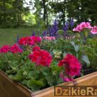 zdjęcie nr 7