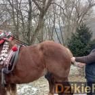 zdjęcie nr 148