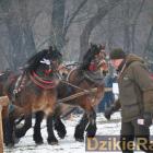 zdjęcie nr 80