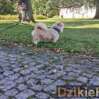 zdjęcie nr 42