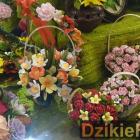 zdjęcie nr 84