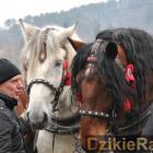 zdjęcie nr 37