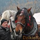 zdjęcie nr 40