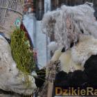 zdjęcie nr 52
