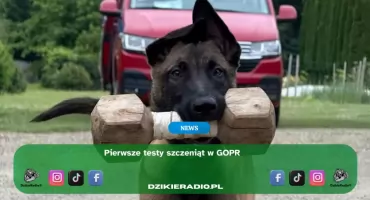 Pierwszy egzamin uroczych szczeniaków - rekrutacja psów ratowników GOPR 