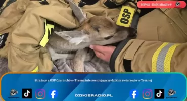Strażacy z OSP Czernichów-Tresna interweniują przy dzikim zwierzęciu w Tresnej