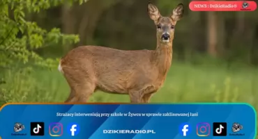Strażacy interweniują przy szkole w Koszarawie w sprawie zaklinowanej łani