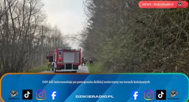 OSP Sól interweniuje po potrąceniu dzikiej zwierzyny na torach kolejowych