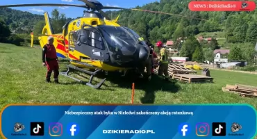 Niebezpieczny atak byka w Nieledwi zakończony akcją ratunkową