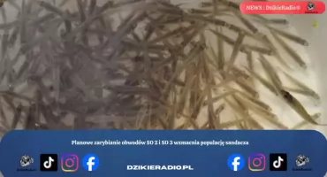 Planowe zarybianie obwodów SO 2 i SO 3 wzmacnia populację sandacza