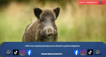 Dziki coraz częściej pojawiają się przy domach w gminie Łodygowice