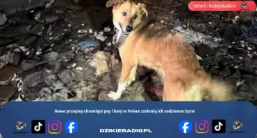 Nowe przepisy chroniące psy i koty w Polsce zmienią ich codzienne życie