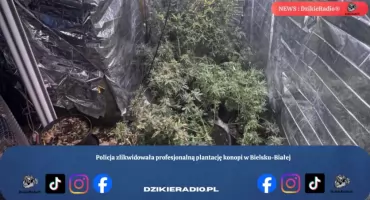 Policja zlikwidowała profesjonalną plantację konopi w Bielsku-Białej