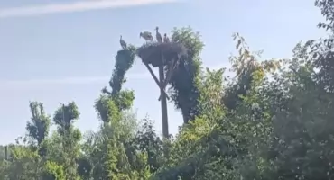Trzy młode bociany wykluły się w nowym gnieździe w Łodygowicach